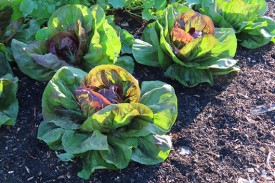 close-up of several cabbages growing, surrounded by soil and mulch.